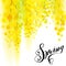 Yellow mimosa spring flowers vertical garland on white background.