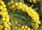 Yellow Mimosa to give women in the international women\'s day