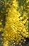 Yellow Mimosa to give women in the international women\'s day