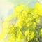 Yellow mimosa watercolor background