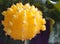 Yellow mini cactus closeup Gymnocalycium mihanovichii friedrichii