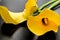 Yellow Mini Calla Lilies Black Background