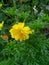 Yellow Mini Flower Indo
