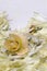 Yellow mini rose on petal background