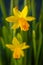 Yellow miniature daffodils