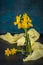 Yellow miniature daffodils