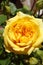 A yellow miniature rose centered surrounded by buds and foliage.