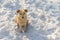 Yellow mixed-breed stray dog sitting lonely on snow covered street and looking hard with pleading look