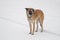 Yellow mixed-breed, stray dog standing lonely on a snow covered road and looking with hope