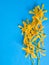 Yellow Mokara Orchids in a Blue background.