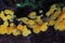 Yellow mold fungi