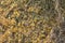 Yellow mold spores macro shot with detail visible