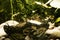 Yellow Monarch Butterflies close up, resting on rocks.