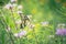 Yellow monarch butterfly on pink clover flower