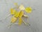 Yellow Money Plant Leaves on the Floor