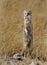 Yellow mongoose with ant on neck, Namibia