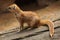 Yellow mongoose (Cynictis penicillata)