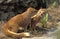 Yellow Mongoose, cynictis penicillata, Adults fighting