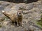 Yellow mongoose, Cynictis penicillata, is a bright beast, sitting on a flat rock and watching the surroundings