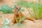 Yellow Mongoose, Cynictis penicillata, sitting in sand with green vegetation. Wildlife from Africa. Cute mammal with long tail.