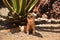 Yellow Mongoose, Cynictis penicillata, sleeping and relaxing in sand with green vegetation. Wildlife from Africa. Cute mammal with