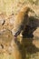 Yellow Mongoose drinks water from a waterhole in Kalahari desert