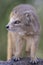 Yellow Mongoose drinks water from a waterhole in Kalahari desert