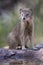 Yellow Mongoose drinks water from a waterhole in Kalahari desert