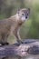 Yellow Mongoose drinks water from a waterhole in Kalahari desert