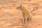 A Yellow Mongoose in the Kalahari