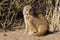 Yellow mongoose, Kalahari desert