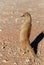 Yellow mongoose, Kalahari desert, South Africa