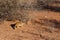 Yellow mongoose, Kalahari desert, South Africa