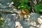 A yellow mongoose looking out on a rock