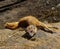 Yellow Mongoose Lying Down on Stone in Zoo