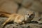 Yellow mongoose lying on a tree