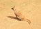 Yellow mongoose sitting on sand