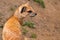 Yellow mongoose small terrestrial carnivorous mammal