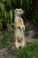 Yellow mongoose standing up