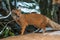 Yellow mongoose standing up at guard closeup