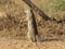 Yellow mongoose standing upright in a South African bush