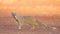 Yellow mongoose at sunset, Kalahari Desert, Namibia