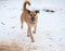 Yellow mongrel dog running on snow