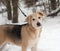 Yellow mongrel puppy standing on snow