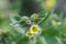 Yellow Monks-wort Nonea lutea yellow flower close-up
