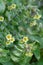 Yellow Monks-wort Nonea lutea yellow flowering plant