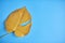 Yellow monstera leaf on blue background. Space for text. Design