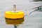 Yellow mooring buoys