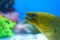 Yellow moray eel with mouth open