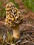 Yellow Morel